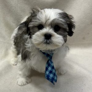 Male Malshipoo (Maltese/Shih Tzu x Poodle) Born: 1/24/26 $1899.99 USDA# 48-A-0366