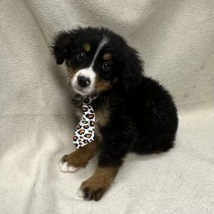 Male Bernedoodle Born: 1/25/26 $2499.99 USDA# 48-A-0366