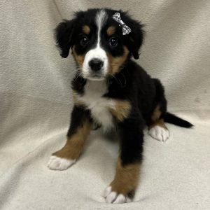 Female Bernedoodle Born: 1/25/26 $2499.99 USDA# 48-A-0366