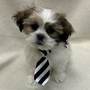 Male Malshipoo (Maltese/Shih Tzu x Poodle) Born: 1/21/26 $1899.99 USDA# 48-A-0366