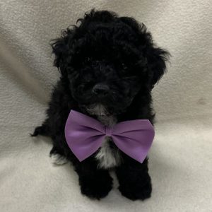 Male Mini Poodle Born: 1/28/26 SALE! Originally: $2099.99 - $300 Now: $1799.99! USDA# 48-A-0366