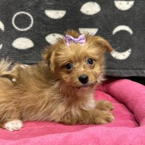 Female Pomeranian x Bichon  Born: 8/27/24  $1799.99USDA# 47-B-0126