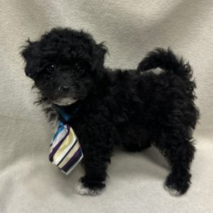 Male Poodle Born: 1/28/26 $2099.99 USDA# 48-A-0366
