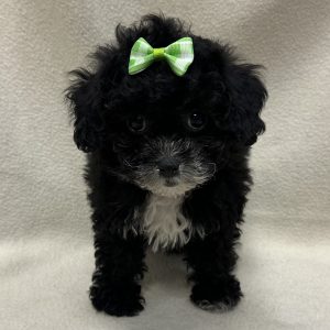 Female Poodle Born: 1/28/26 $2299.99 USDA# 48-A-0366