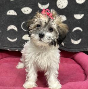 Female Havanese  Born: 8/12/24  $1899.99  USDA# 47-B-0126