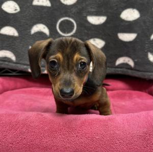 Female Dachshund  Born: 8/28/24  $2299.99  USDA# 47-B-0126