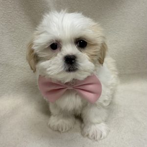 Male Malshipoo (Maltese/Shih Tzu x Poodle) Born: 1/21/26 $1899.99 USDA# 48-A-0366