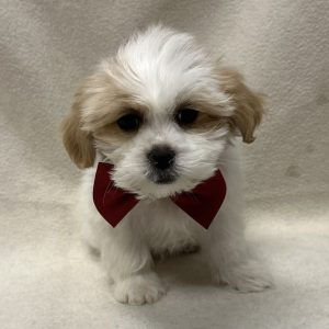Male Malshipoo (Maltese/Shih Tzu x Poodle) Born: 1/21/26 $1899.99 USDA# 48-A-0366