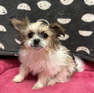 Female Shiranian (Shih Tzu x Pomeranian)  Born: 8/1/24  $1899.99  USDA# 47-B-0126