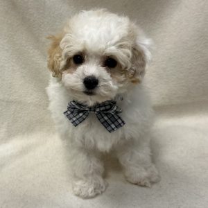 Male Poodle Born: 1/28/26 $2199.99 USDA# 48-A-0366
