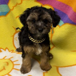Male Yorkiepoo (Yorkshire Terrier x Poodle) Born: 7/28/26 SALE! Originally: $1999.99 - $200 Now: $1799.99! USDA# 47-B-0126