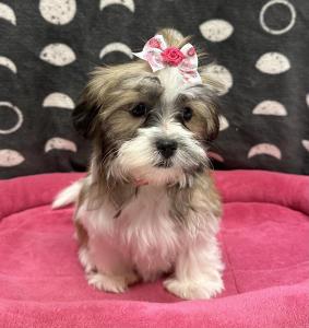 Female Maltese x Shih Tzu  Born: 8/22/24  $1799.99  USDA# 47-B-0126