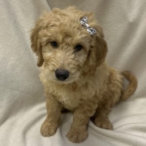 Female Goldendoodle Born: $ USDA#