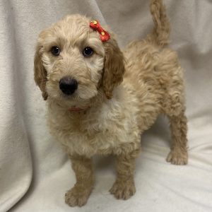 Female Goldendoodle Born: $ USDA#