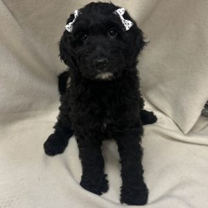 Female Goldendoodle Born:  $ USDA#