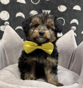 Male Mini Australian Shepherd x Yorkie  Born: 9/5/24  $1799.99  USDA# 47-B-0126