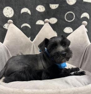 Male Mini Schnauzer  Born: 9/4/24  $1899.99  USDA# 47-B-0126