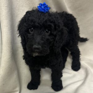 Female Goldendoodle Born: $ USDA#