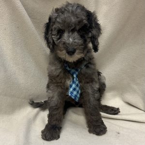 Male Goldendoodle Born: $ USDA#