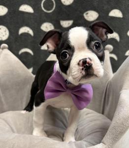 Male Boston Terrier  Born: 8/30/24  $1899.99  USDA# 47-B-0126