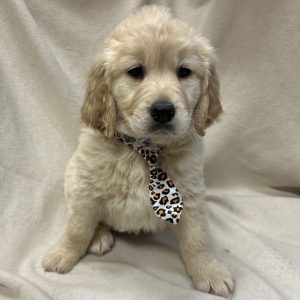 Male Golden Retriever Born: 2/1/26 $2499.99 USDA#