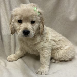 Female Golden Retriever Born: 2/1/26 $2499.99 USDA#