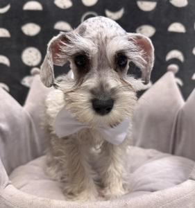 Male Mini Schnauzer  Born: 9/4/24  $1899.99  USDA# 47-B-0126