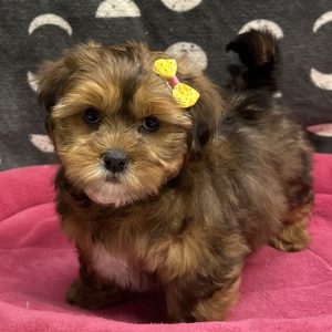 Female Shorkie (Shih Tzu x Yorkie) Born: 9/21/25 $1899.99 USDA# 47-B-0126