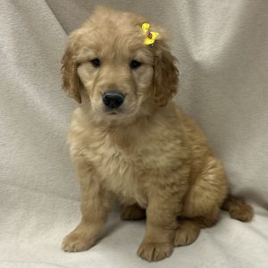 Female Golden Retriever Born: 2/1/26 $2499.99 USDA# 