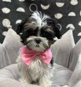 Male Maltese x Shih Tzu  Born: 8/22/24  $1899.99  USDA# 47-B-0126