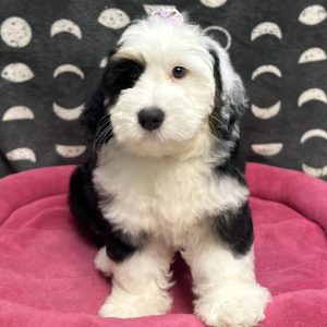 Female Bernedoodle Born: 9/7/25 $2299.99 USDA# 47-B-0126