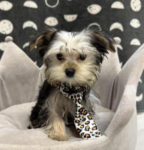 Male Morkie (Maltese x Yorkie)  Born: 7/16/24  $1799.99  USDA# 47-B-0126