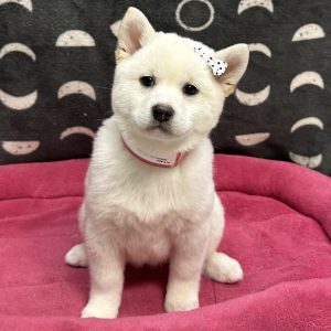 Female Shiba Inu Born: 9/18/25 $2099.99 USDA# 47-B-0126