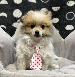 Male Pomeranian  Born: 8/28/24  $2199.99  USDA# 47-B-0126