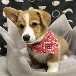 Male Corgi  Born: 9/13/25 $1999.99 USDA# 47-B-0126