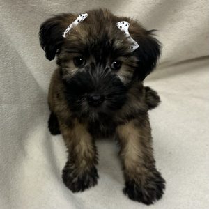 Female Wheaton Terrier Born: 2/12/26 $2099.99 USDA# 47-B-0126