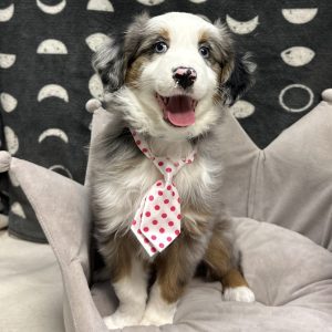 Male Mini Australian Shepherd Born: 9/12/25 $2099.99 USDA# 48-A-2065