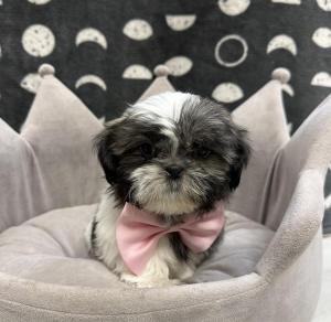 Male Shih Tzu  Born: 9/1/24  $1999.99  USDA# 47-B-0126