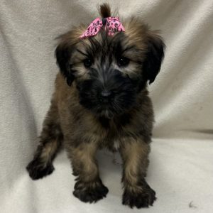 Female Wheaton Terrier Born: 2/12/26 $2099.99 USDA# 47-B-0126