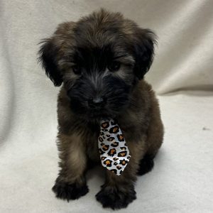 Male Wheaton Terrier Born: 2/12/26 $2099.99 USDA# 47-B-0126