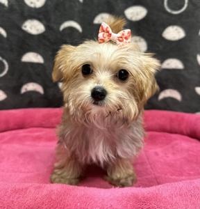 Female Morkie (Maltese x Yorkie) Born: 7/26/24  $1899.99  USDA# 47-B-0126