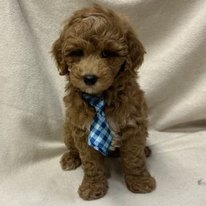 Male Goldendoodle Born: 2/15/26 $2299.99 USDA# 47-B-0126