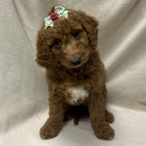 Female Goldendoodle Born: 2/15/26 $2299.99 USDA# 47-B-0126