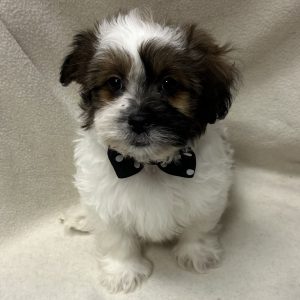 Male Pooshi (Poodle x Shih Tzu) Born: 2/7/26 $1799.99 USDA# 47-B-0126