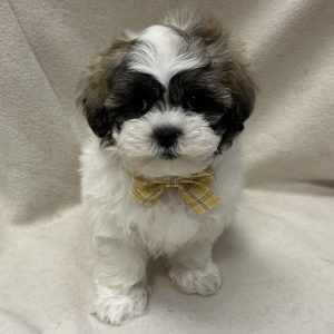 Male Malshi (Maltese x Shih Tzu) Born: 2/12/26 $1899.99 USDA# 47-B-0126