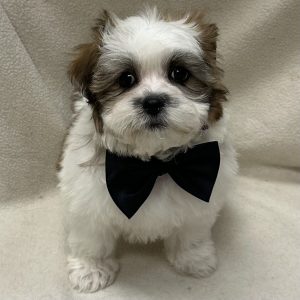 Male Malshi (Maltese x Shih Tzu) Born: 2/12/26 $1799.99 USDA# 47-B-0126