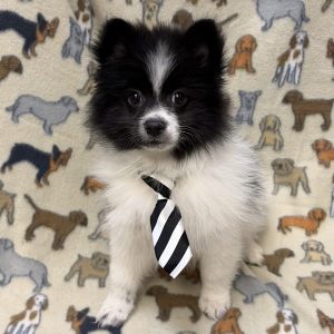 Male Pomeranian Born: 7/31/26 $1899.99 USDA# 42-A-1448