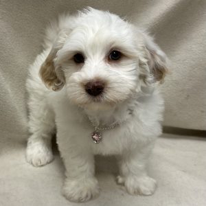 Female Mini Bernedoodle Born: 2/13/26 $1999.99 USDA# 47-B-0126