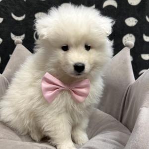 Male Samoyed  Born: 9/10/24  $2299.99  USDA# 48-A-2193