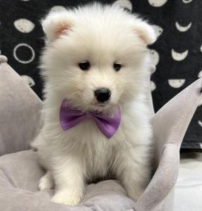 Male Samoyed  Born: 9/10/24  $2299.99  USDA# 48-A-2193